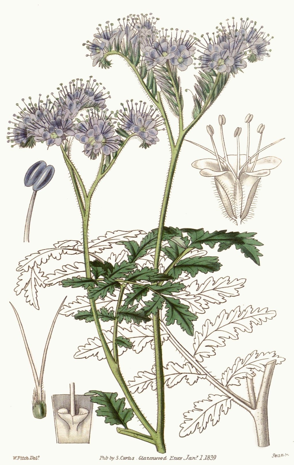 Gravure botanique évoquant la pousse